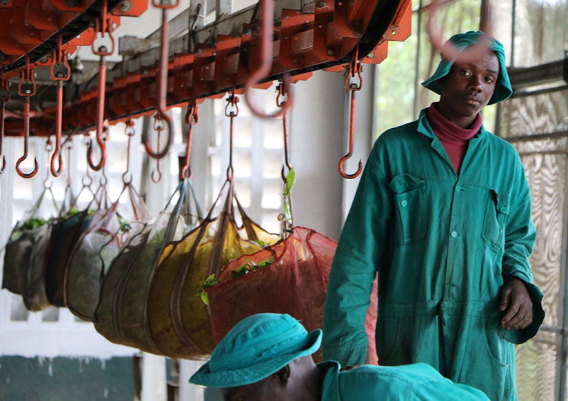 Kitabi Tea Factory workers weigh tea leaves at the plant. Manufacturers and other stakeholders want a harmonised industrial development policy for EAC. / Courtesy
