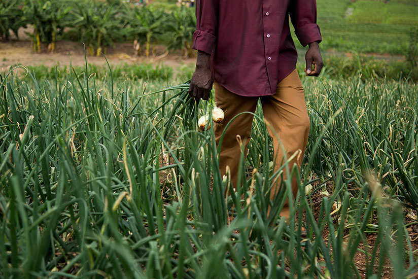 One of Mukandahiro's employees in the onion garden. / Peterson Tumwebaze