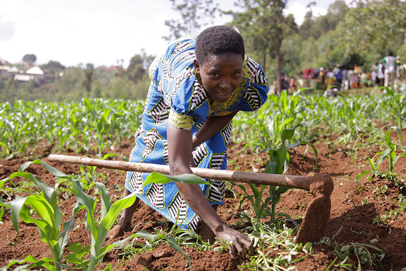 A woman weeds a maize plantation in Mpaza marshland where some 600 cooperative members farm on 50 hectares of land. / Courtesy