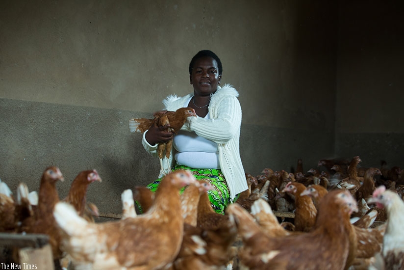 Niyonsaba Mukasakindi, a Businesswoman based in Rulindo District tends to her chicken at her farm in Mbugo. The government plans to add 4 million chickens by 2023 to the poultry se....