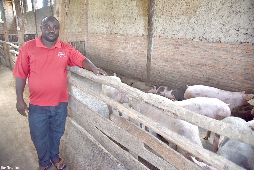 A model Rwandan pig farmer. / Diane Mushimiyimana
