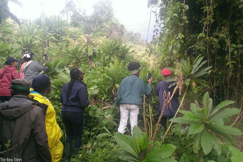 Tourists take photos of the Titus group of gorillas. / Moses Opobo