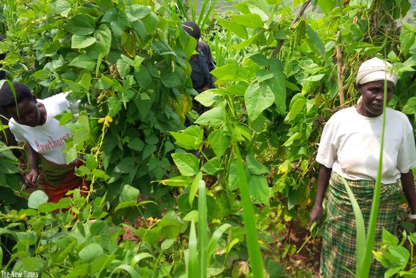 Farmers in the climbing beans garden. File