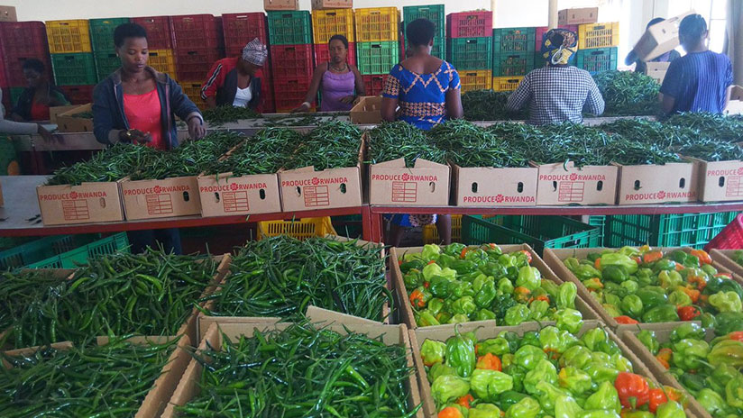 Women sort red and green pepper at NAEB's Pack House. Companies need to know taxes they are expected to pay, when and how to pay them. / File