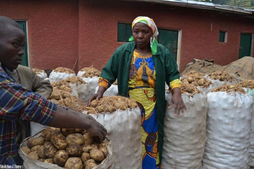 Farmers in Nyabihu district packaging Irish potatoes. The new fertiliser brand is tipped to help farmers double yields. / File.