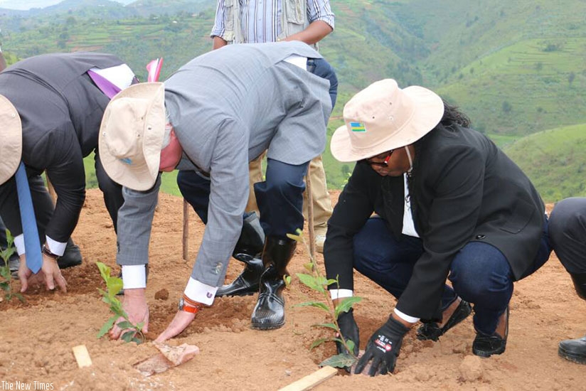 Unilever CEO Paul Polman (left) and Agriculture Minister Gerardine Mukeshimana plant tea at Kibeho tea estate yesterday. K. Rwamapera.