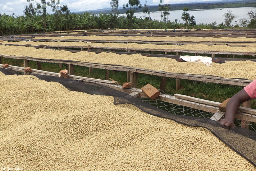 Rwanda coffee being dried. File.