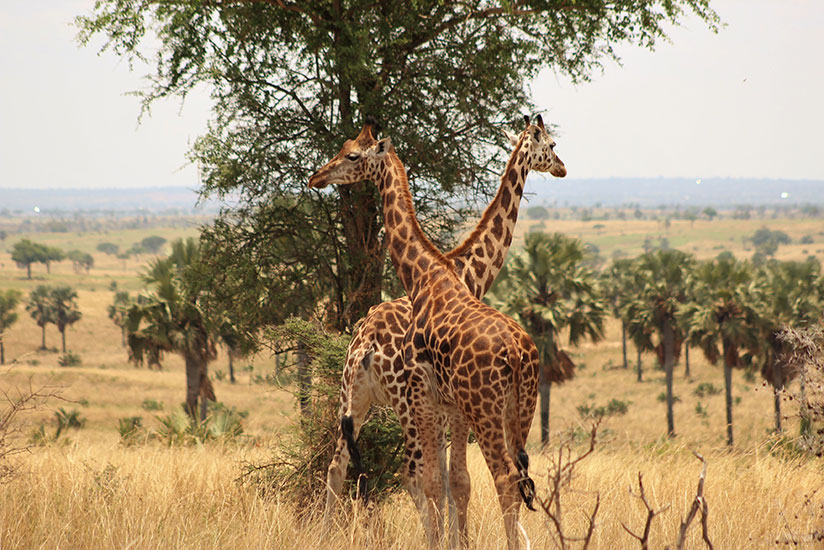 Giraffes bond in the savannah. / Allan Brian Ssenyonga