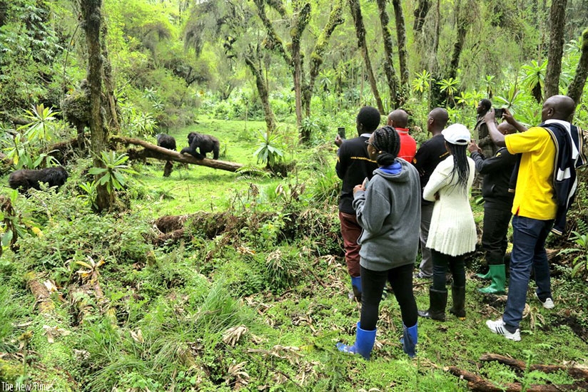 Some of the customer service champions watching the mountain gorillas during the trip. (Photos by Julius Bizimungu)