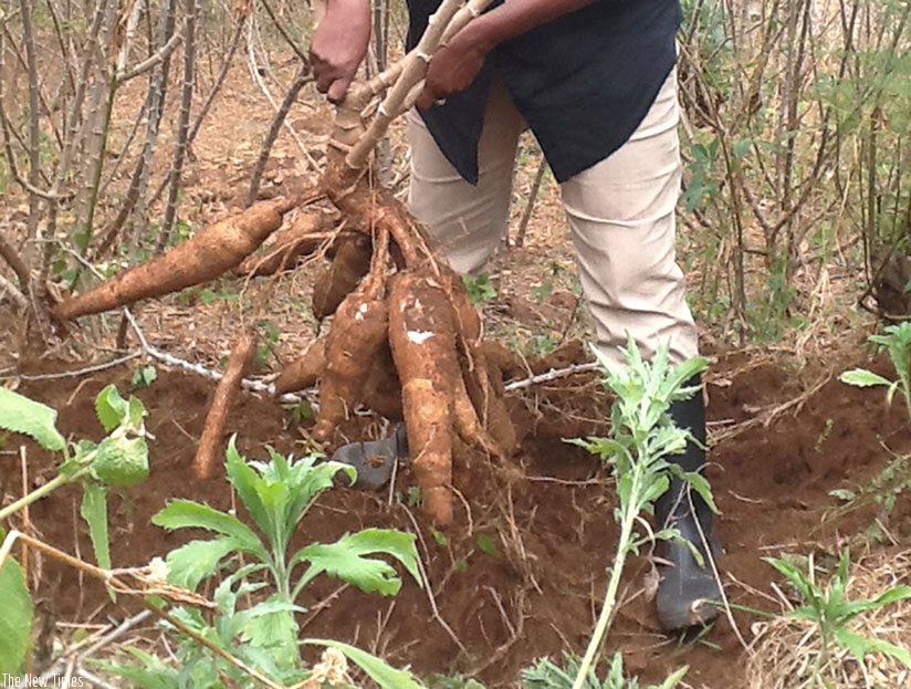 A farmer harvests cassava. Limited access to funds has affected growth the sector. / File