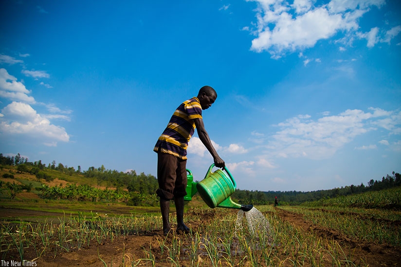 A man irrigates onions using a hand-held irrigation apparutus. / File.