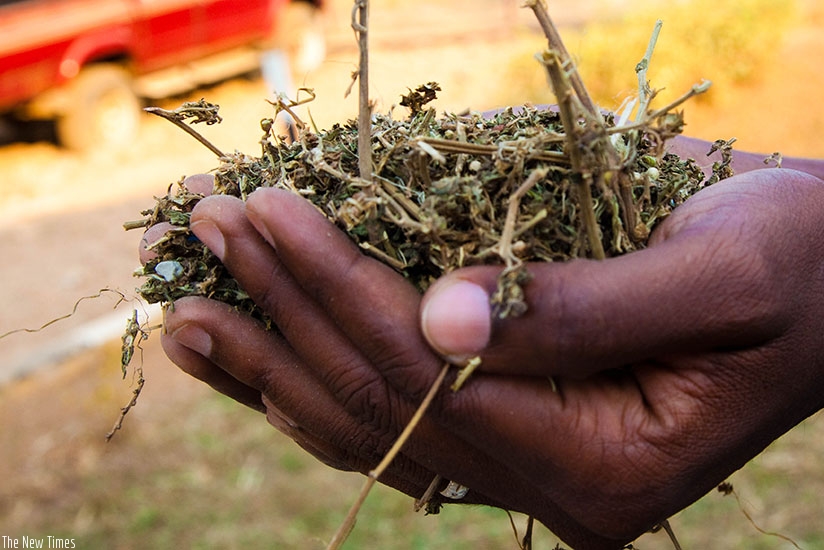 A sample of Marijuna shown at Kicukiro police station. File. 