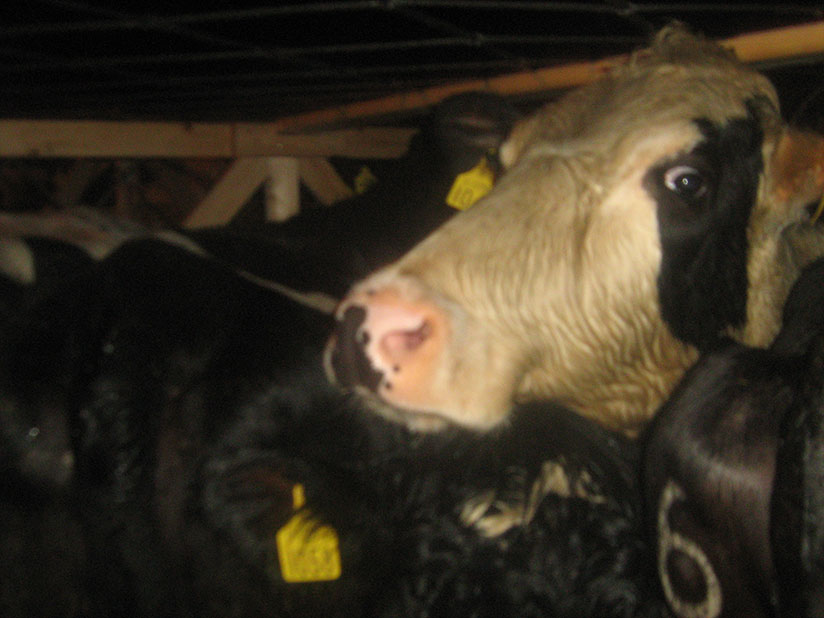 The livestock insurance scheme seeks to protect farmers against losses and also help make the sector more competitive. / File