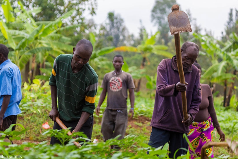 Farmers tend to their crops. (File)