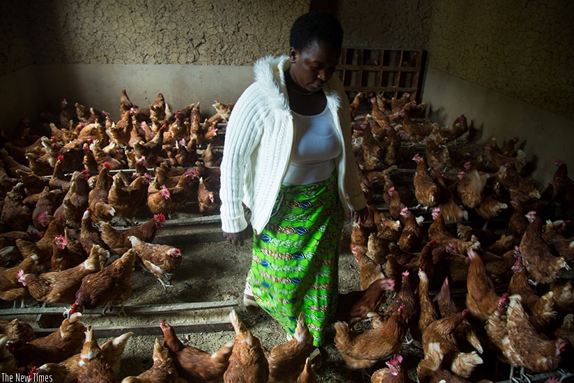 Niyonsaba Mukasakindi a poultry farmer in Mbugo Rulindo District tending to her birds.  (Photos by Timothy Kisambira)