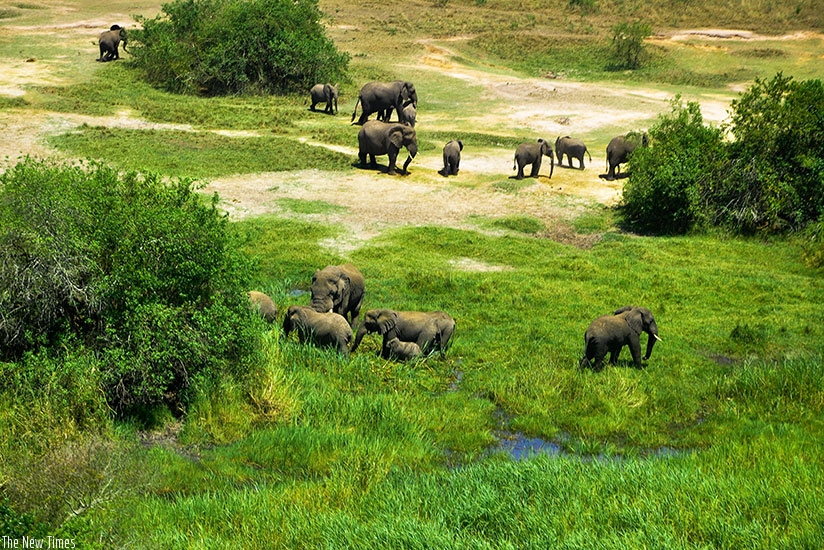 Elephants graze in Akagera Nationl Park. (Timothy Kisambira)