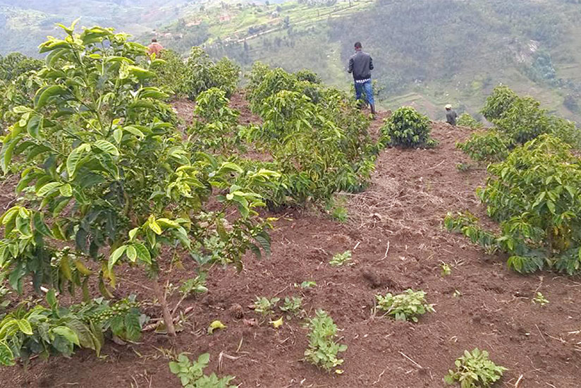 One of the coffee plantations handed over to farmers.  / Courtesy.