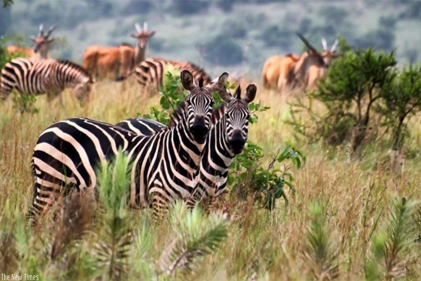 Zebras in Akagera National park. Net photo