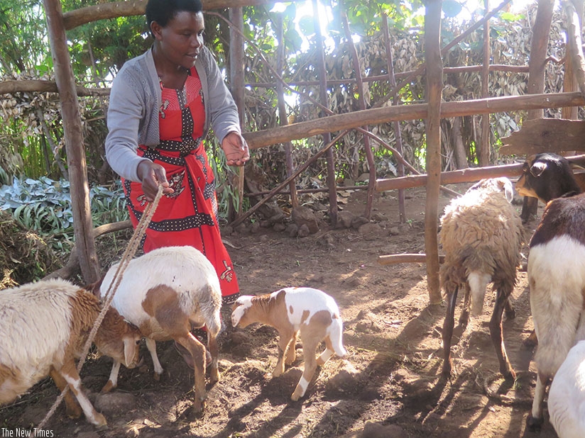 Mukamana has livestock and potato growing projects. / Joan Mbabazi
