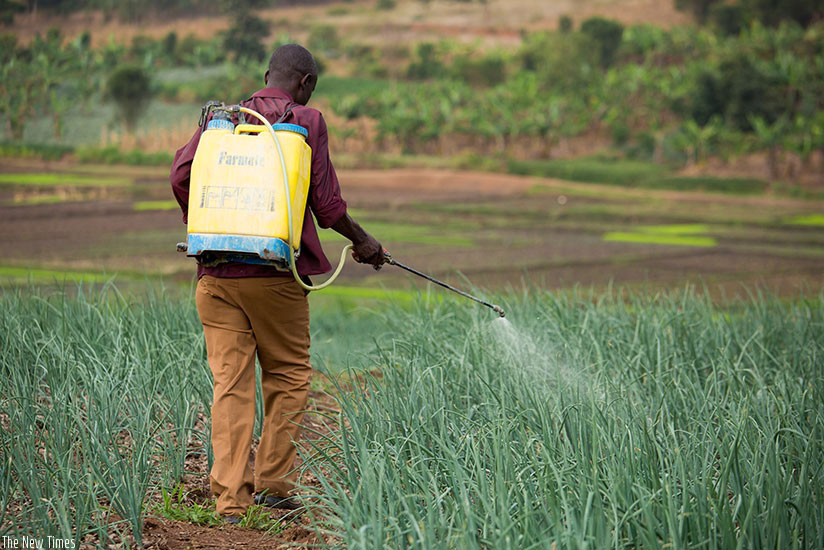 A farmer sprays his onion garden. / File