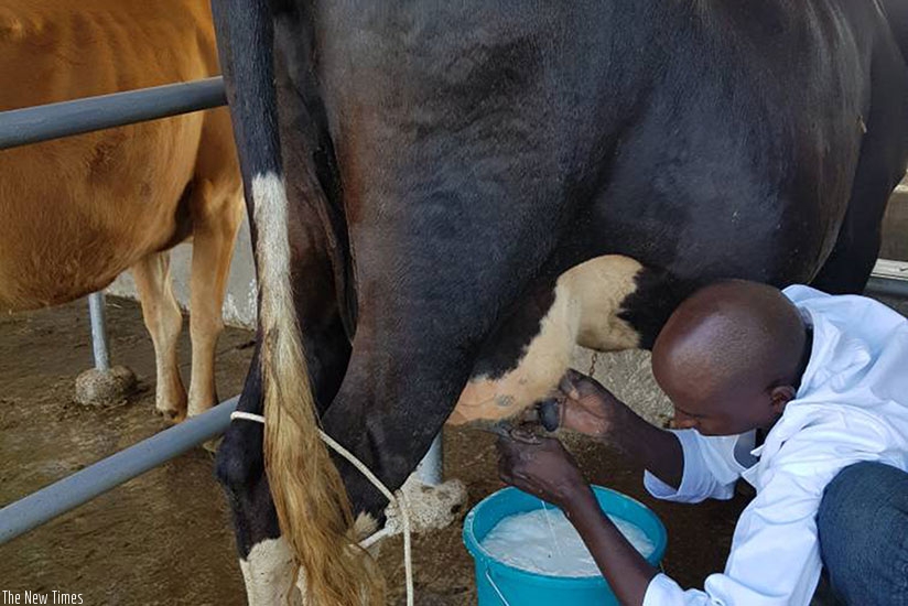 Milk production has helped to improve the livelihood and income of many hitherto poor households in Gicumbi. (Michel Nkurunziza)