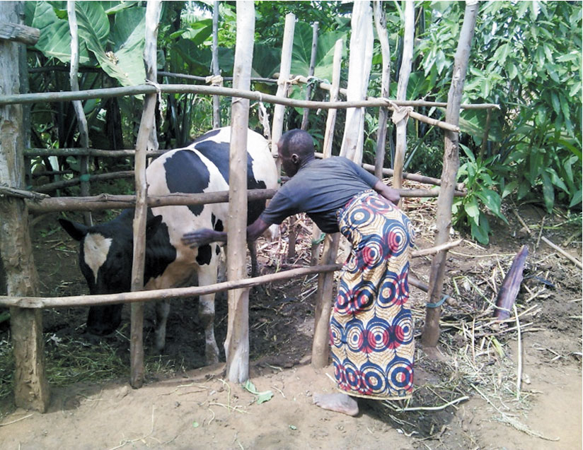 Livestock development through One Cow per Poor Household programme (Girinka) has been among the important activities carried out by MINAGRI since 2006.File 