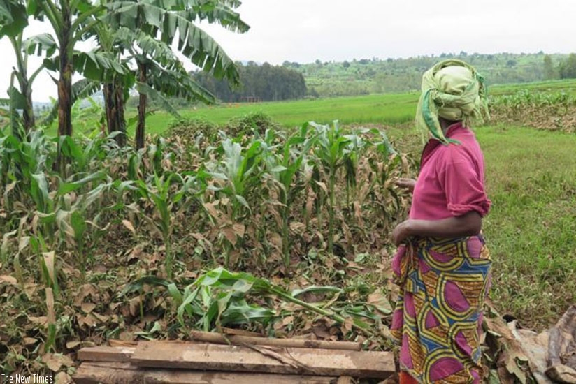 A Huye District resident looks at her garden of beans and maize that was destroyed by floods. File.