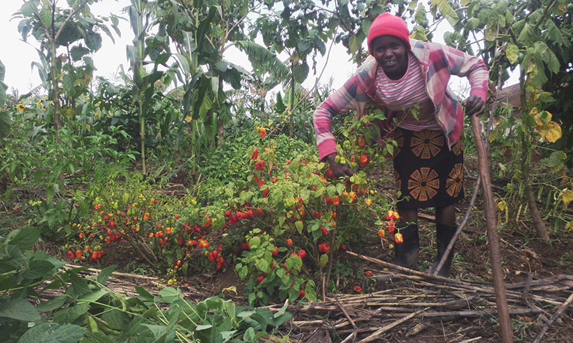Mukazigama examines some of the chilli plants. The young farming entrepreneur makes over Rwf300,000 per month from the project. / Kelly Rwamapera
