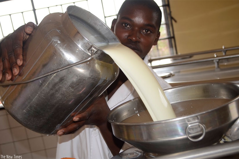 A worker at IAKIB milk collection centre in Ngondori, Gicumbi District.  /  Kelly Rwamapera.