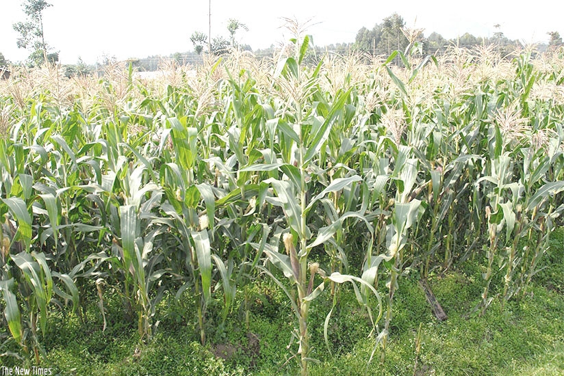 A maize plantation in the countryside. The draft bill will soon be forwarded to the Law Reform Commission for review. File. A maize plantation in the countryside. The draft bill will soon be forwarded to the Law Reform Commission for review. File.
