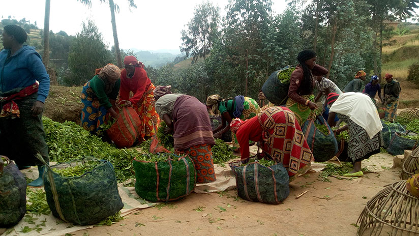 Women tea growers pack green leaf tea in preparation for transportation to the processing plant. / All photos: Remy Niyingize