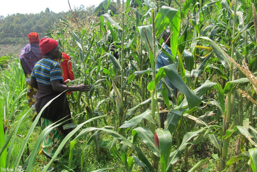 Farmers inspect their maize plantation (File)