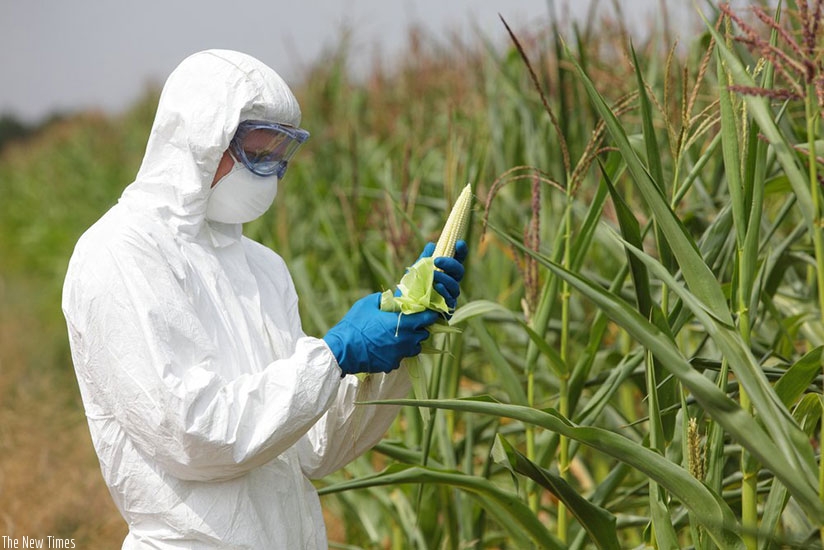 A scientist inspects a maize farm. (Net photo)