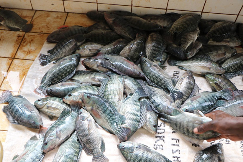Fish harvested from cages by Jarama Cooperative in Ngoma District. / Michel Nkurunziza.