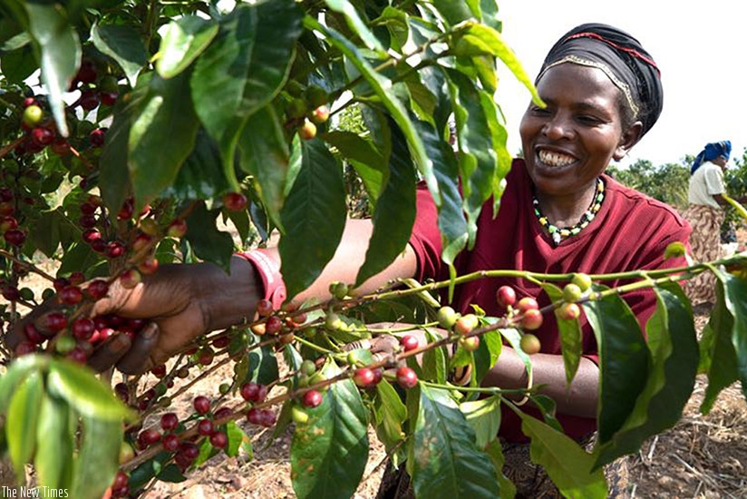 A woman picks coffee. Farmers want to be consulted during the budget-making process.  (Courtesy)
