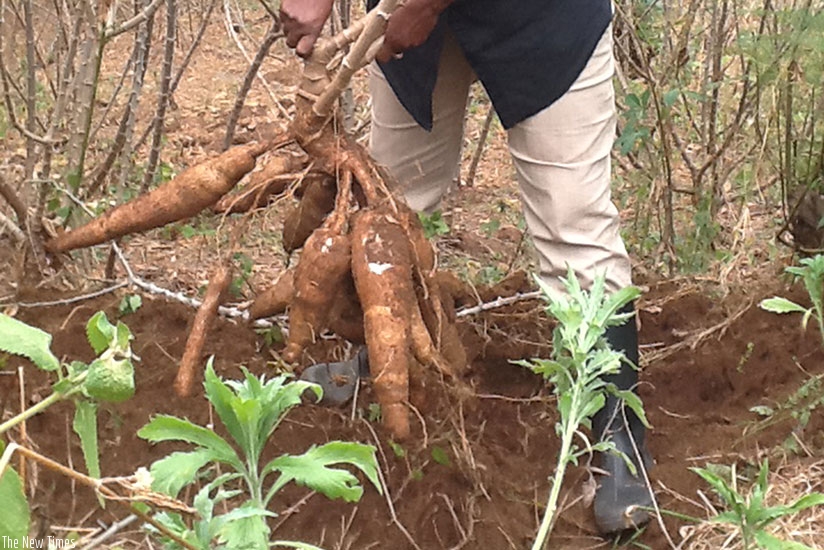 The country is looking to end food insecurity by supporting initiatives that boost crop production.   / File.