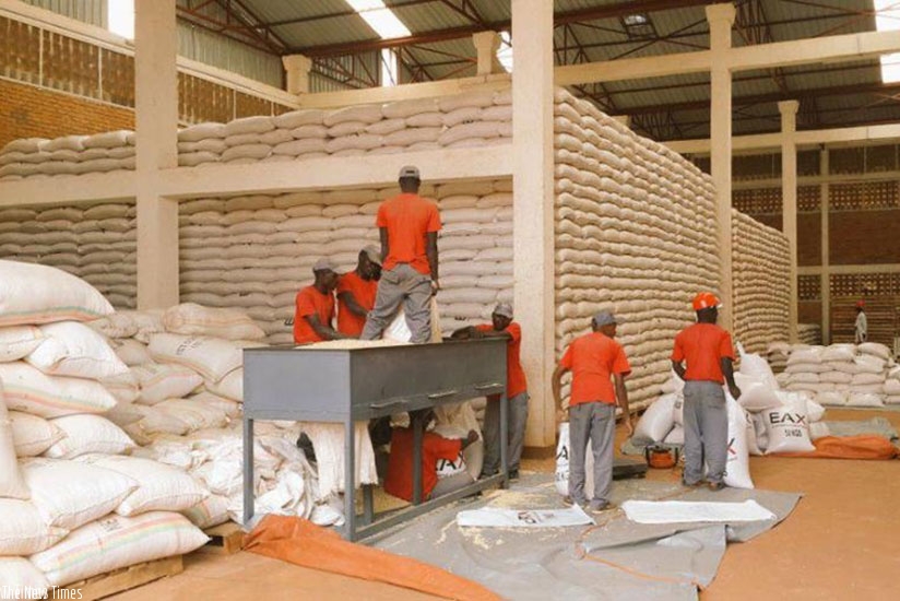 Workers during a sorting exercise of maize at a warehouse. File