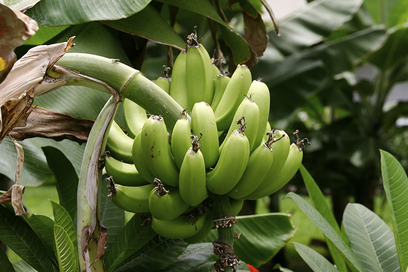 Two-thirds of Matanuska's staff have been laid off as banana production has declined due to the disease. / Net photo