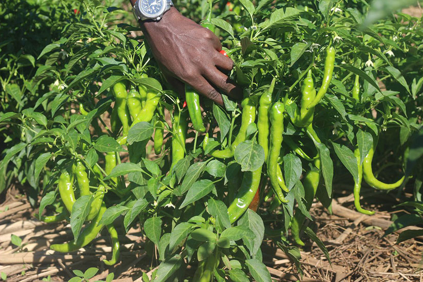 A chili pepper farmer and exporter taking care of his crop in Bugesera District. Chili pepper is one of agricultural commodities that Rwanda exports. / Courtesy