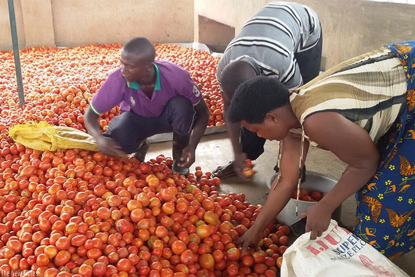Farmers sort tomatoes. Poor handling practices lead to big losses. / File.