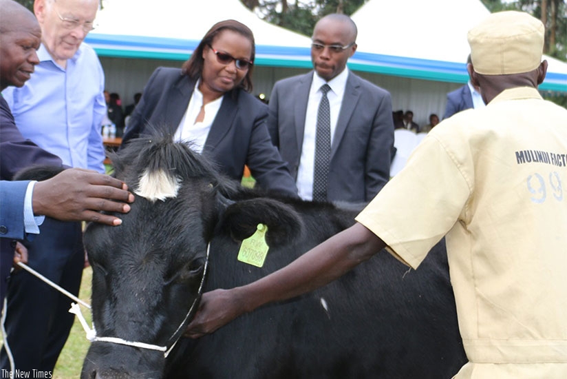 Minister Mukeshimana hands over a cow to one of the best tea farmers in Gicumbi District during the event. / Kelly Rwamapera.