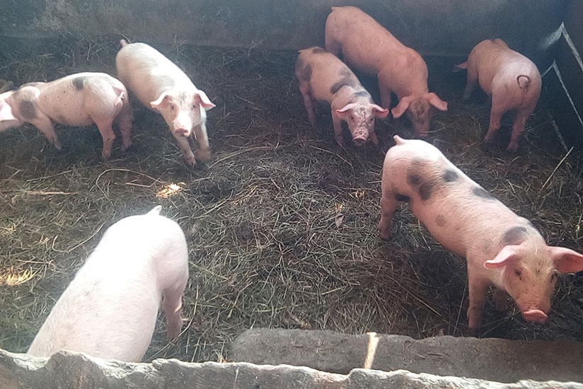 Some of the piglets at Sibomana's farm in Gatsibo. The computer engineering graduate quit a bank job for farming. / Michel Nkurunziza