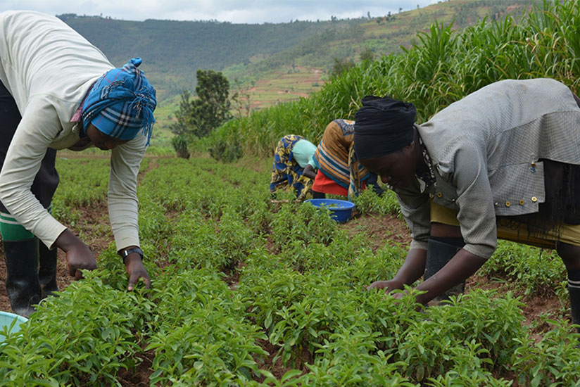 Women harvest stevia at Mulindi marshland in Rulindo District. / File