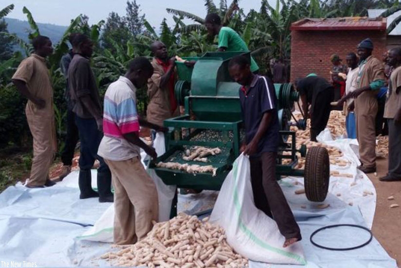 Youth cooperative members thresh maize after a harvest. File photo.