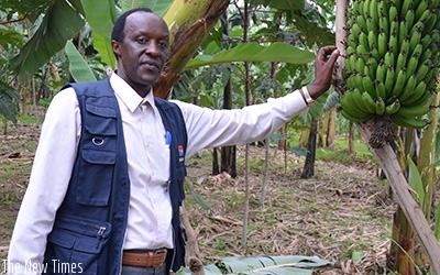 A farmer shows improved yields in his banana plantation. Net photo.