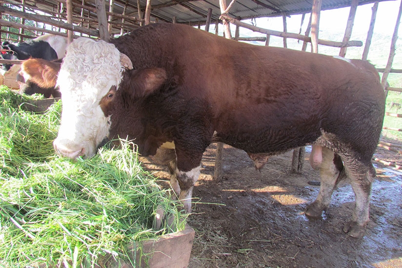 Farmers are now opting for zero grazing. Kelly Rwamapera. 