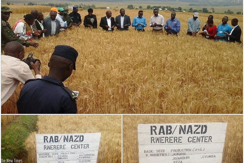 Officials from the Ministry of Agriculture and Animal Resources, Rwanda Agriculture Board, among others, tour farms on which new wheat varieties are grown.  File. 