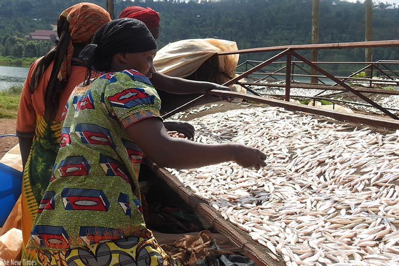 Cooperative members drying silver fish. / Frederic Byumvuhore.