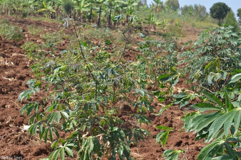 Cassava output expected to rise. / K. Rwamapera.    