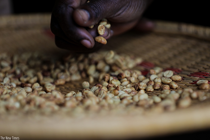 A farmer sorts out coffee beans in Kayonza. The government has reviewed eligibility for the Export Growth Facility to benefit export oriented SMEs. Timothy Kisambira.